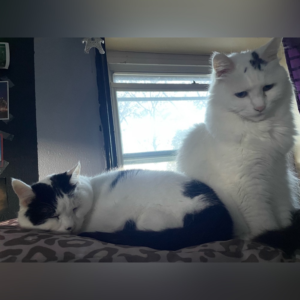 WHITE CAT FRIENDLY HOME